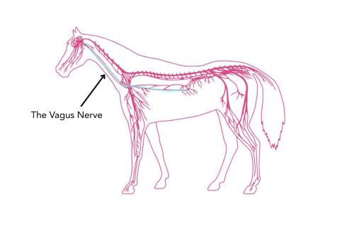 Diagram of the horse's nerovus system, highlighting the vagus nerve 